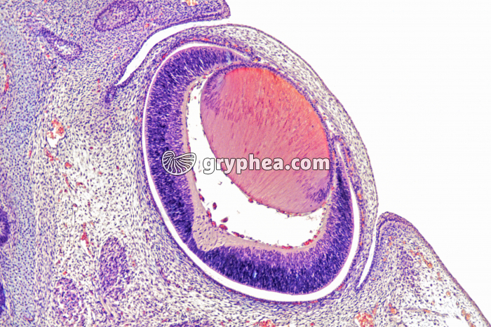 Oeil embryon CT x25 - gryphea.org
